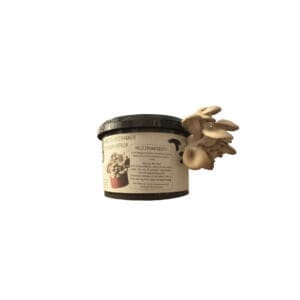 Oesterzwammen Growkit
